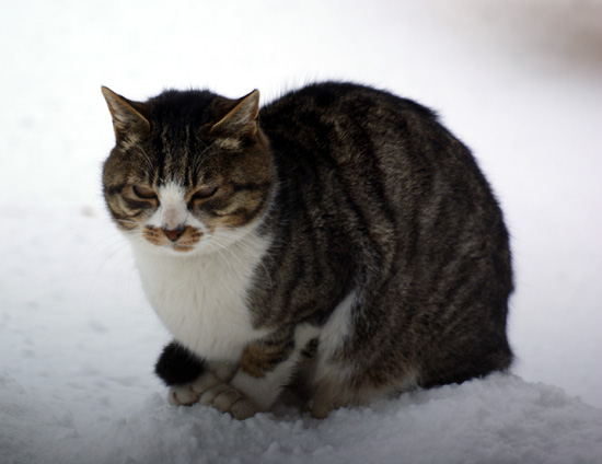 吹雪の翌日のキジトラさん♪_a0136293_16152317.jpg