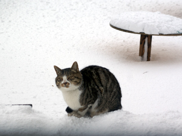 吹雪の翌日のキジトラさん♪_a0136293_16154251.jpg