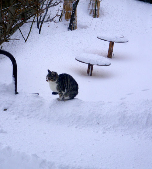 吹雪の翌日のキジトラさん♪_a0136293_1615521.jpg