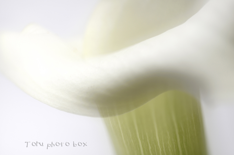 Graceful white_a0157696_143412.jpg