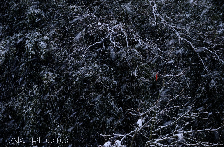 ひとひらの紅_e0127416_23314613.jpg