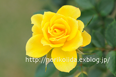 Yellow Rose 12☆サン  スプリンクルズ_d0086230_819494.jpg