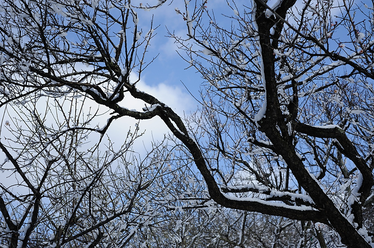 Morning of snowfall_f0129532_1902586.jpg