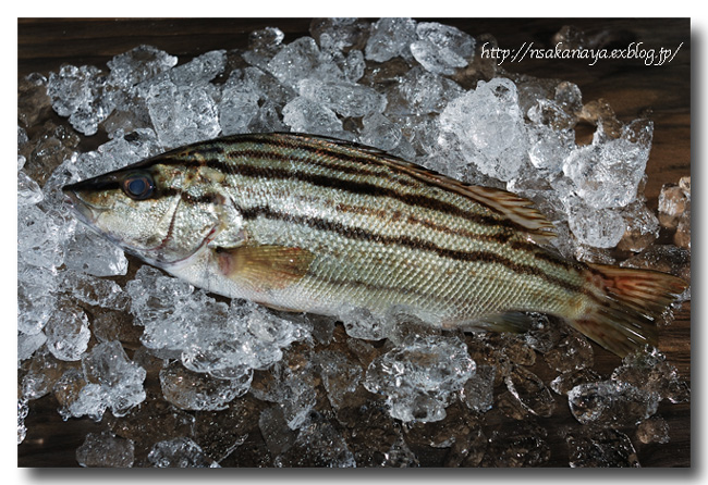 縞鶏魚 縞伊佐木 シマイサキ グゥー グゥー と鳴きますよ 魚屋三代目日記