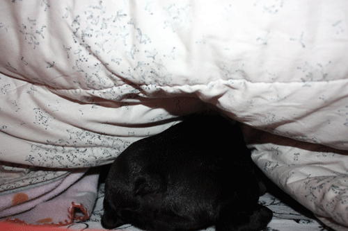 e0192548_13571267.gif