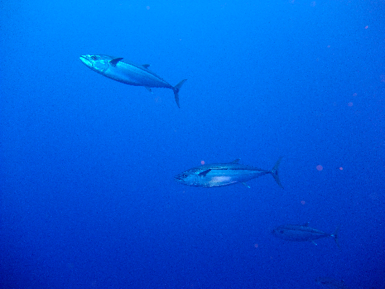 a0122752_17484043.jpg