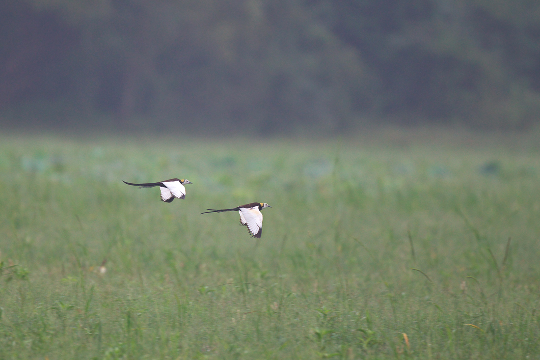 Sri  Lanka　（スリランカ）探鳥1_d0013455_19134553.jpg