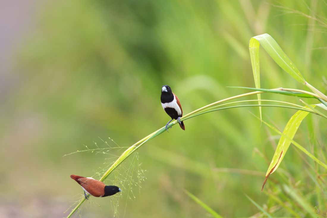 Sri  Lanka　（スリランカ）探鳥1_d0013455_1914144.jpg