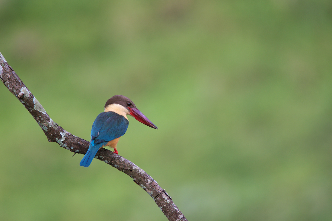 Sri  Lanka　（スリランカ）探鳥1_d0013455_1982284.jpg