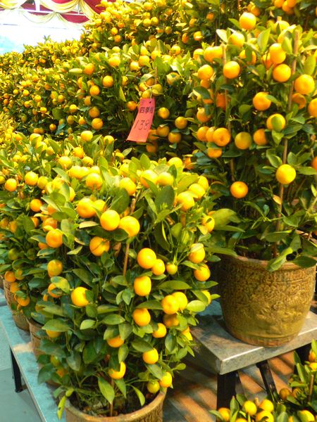 福をよぶ鉢植え 金柑 鴛鴦茶餐廳 いんよんちゃ ちゃんてぃん 福をよぶ鉢植え 金柑 鴛鴦茶餐廳 いんよんちゃ ちゃんてぃん