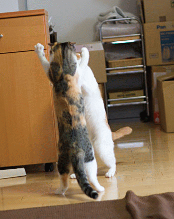 Gifバトルと 梅蔵猫日記 Gifバトルと 梅蔵猫日記