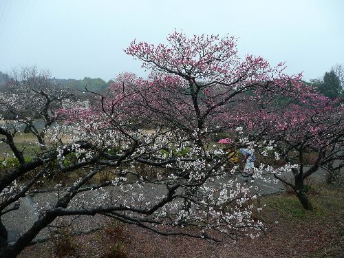 身延線で行く老舗めぐり　う宮っウォーキング１_e0171785_17475543.jpg