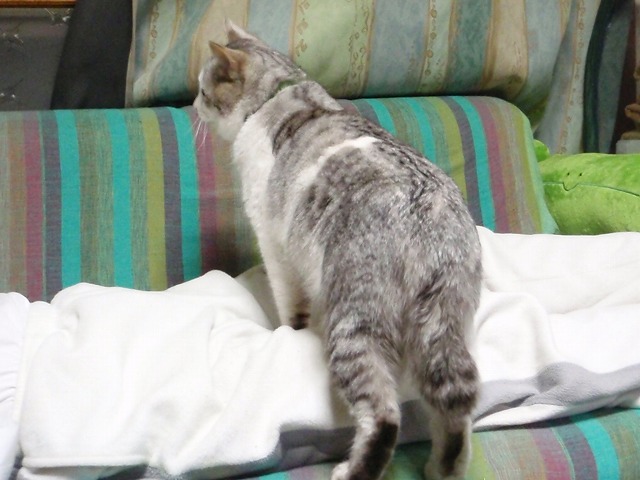 a0159490_13162559.jpg