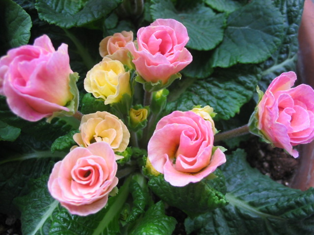 バラ咲きプリムラ _a0091095_16495322.jpg