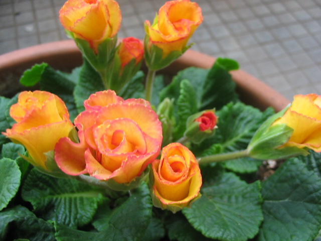 バラ咲きプリムラ _a0091095_1652433.jpg