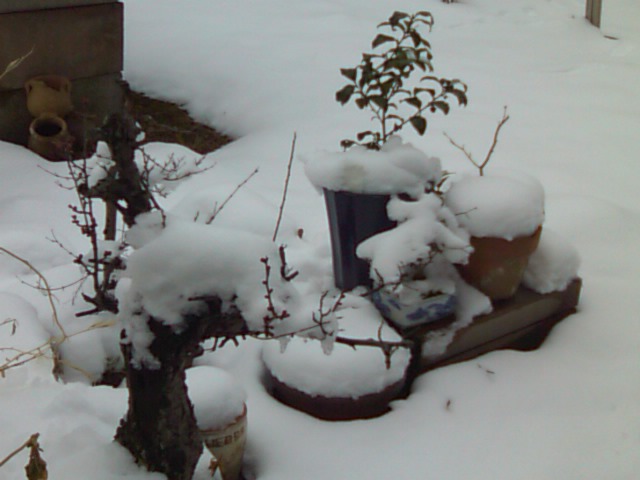 雪化粧、かわいい雪だるま_e0068696_2023755.jpg