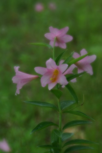 c0152317_22465718.jpg