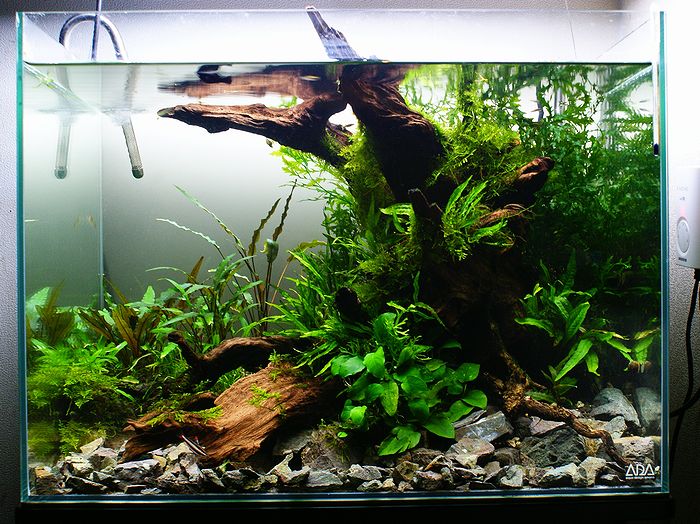 水草を抜いてレイアウト変更 : ZERO-AQUA