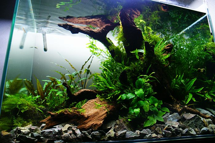 水草 f-6 2008 '08 Kawasaki ZX6R Ninja P8F Supersport Bike 600cc Used