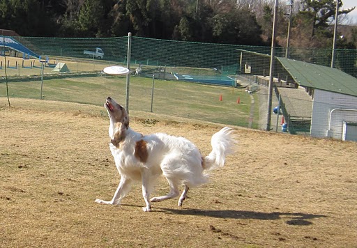 e0190220_2172734.jpg