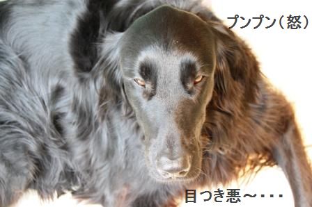 コロコロステーキ☆コチュジャンソース & ホリデーに行ってきま~す♪_d0104926_426494.jpg