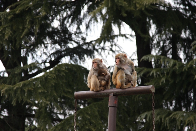 京都市動物園（サルの・・・）_b0169330_164202.jpg