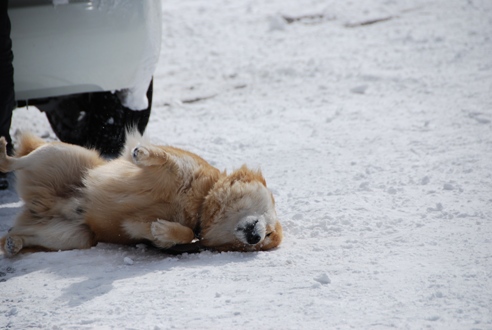犬ぞりレポート その2_c0099133_12592689.jpg