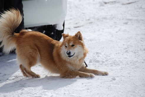 犬ぞりレポート その2_c0099133_12593385.jpg