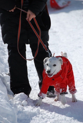 犬ぞりレポート その2_c0099133_131059100.jpg
