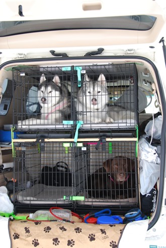 犬ぞりレポート その2_c0099133_1313886.jpg