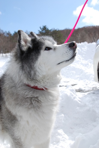 犬ぞりレポート その2_c0099133_132249.jpg