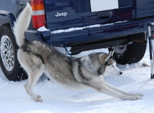 犬ぞりレポート その2_c0099133_1328675.jpg