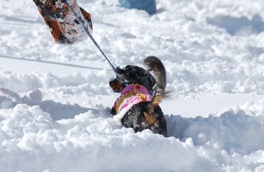 犬ぞりレポート その2_c0099133_13292246.jpg