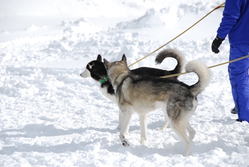 犬ぞりレポート その2_c0099133_1331379.jpg