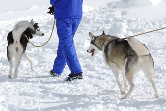 犬ぞりレポート その2_c0099133_13315536.jpg