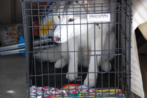 犬ぞりレポート その2_c0099133_1342781.jpg