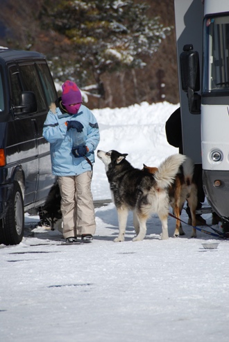 犬ぞりレポート その2_c0099133_1393523.jpg