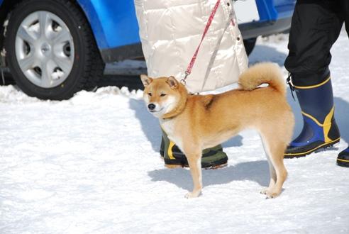 犬ぞりレポート その2_c0099133_1522339.jpg