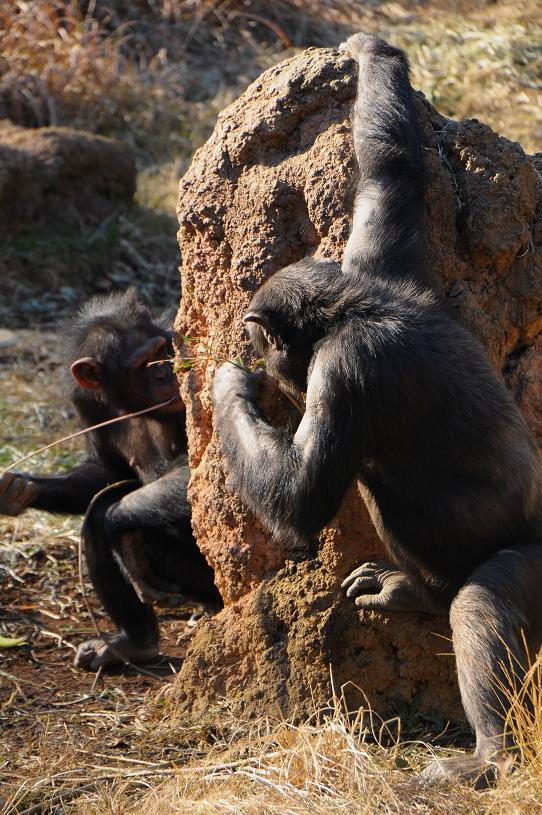 動物園の仲間達！_e0095142_15564669.jpg