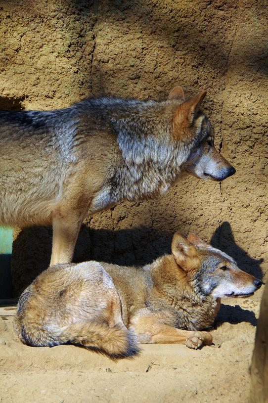 動物園の仲間達！_e0095142_1684939.jpg