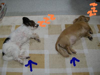 なぜに 同じ方向??_f0203844_1829386.jpg