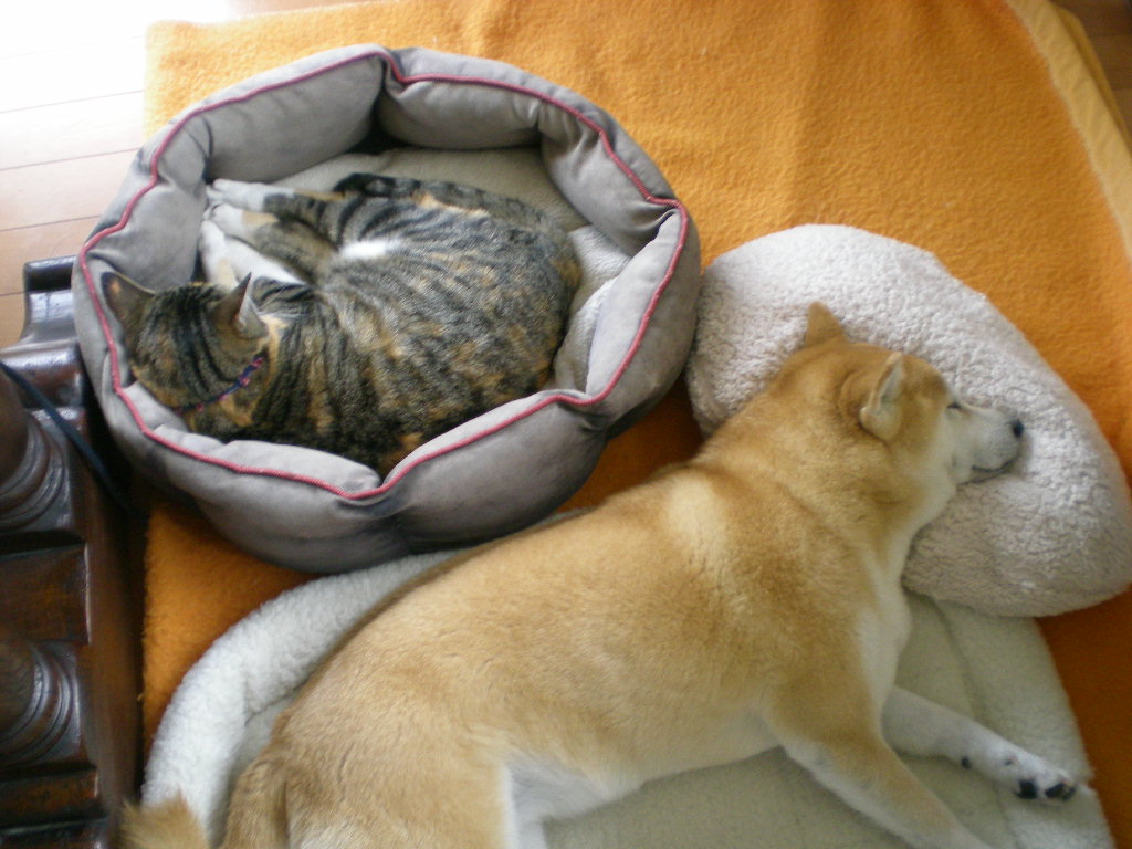 2010年2月13日(土)バンクーバー五輪開幕!_f0060461_1312923.jpg