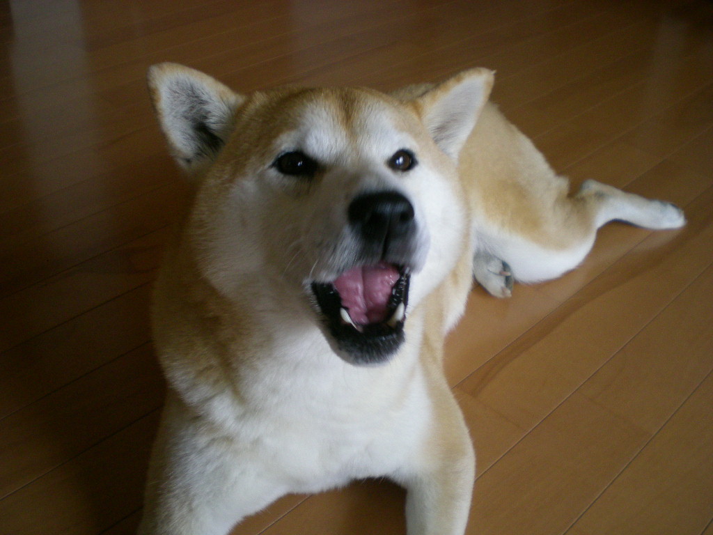 2010年2月13日(土)バンクーバー五輪開幕!_f0060461_1373129.jpg