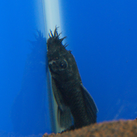 a0162263_131377.jpg
