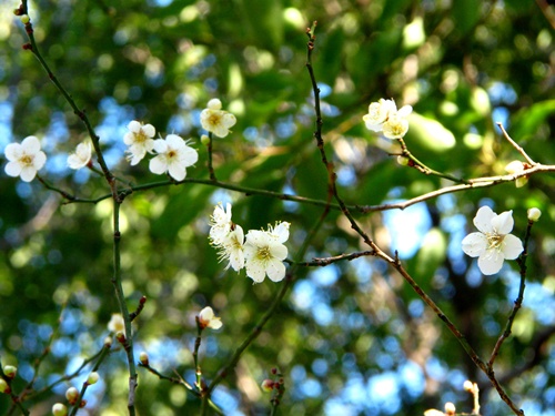 冬桜_e0195365_1523130.jpg