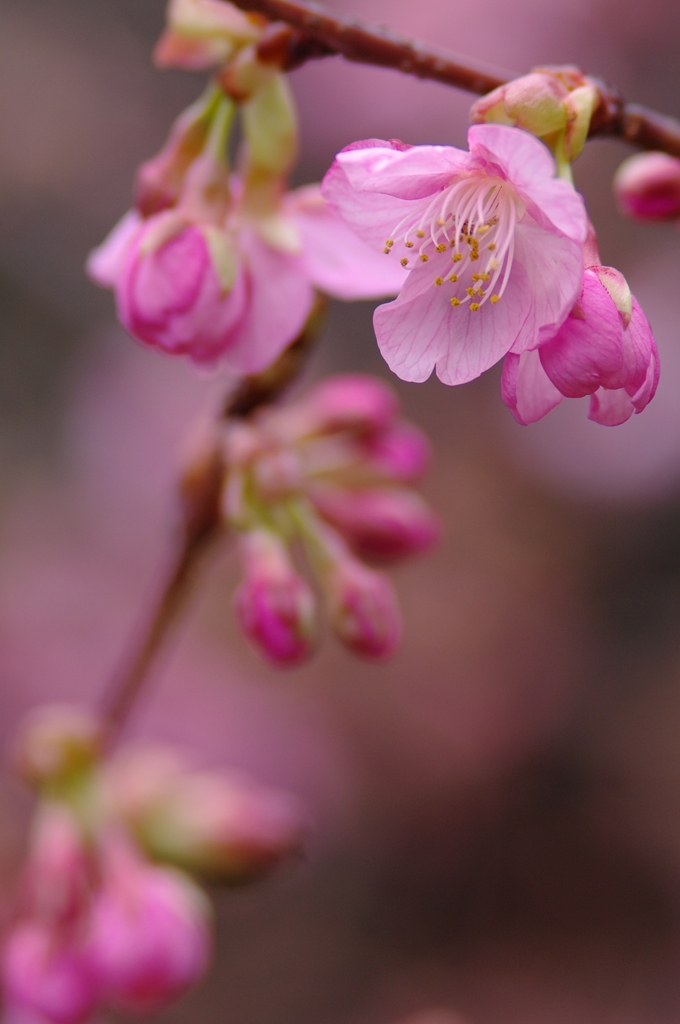 河津桜_d0123171_1164965.jpg