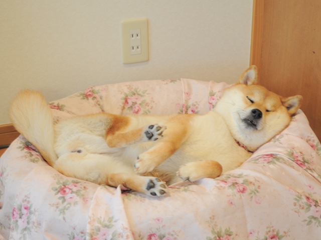 寝顔を見ているだけで幸せ_a0126590_17617.jpg