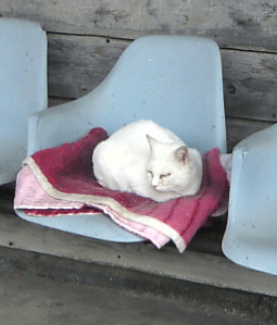 b0174996_20202822.gif