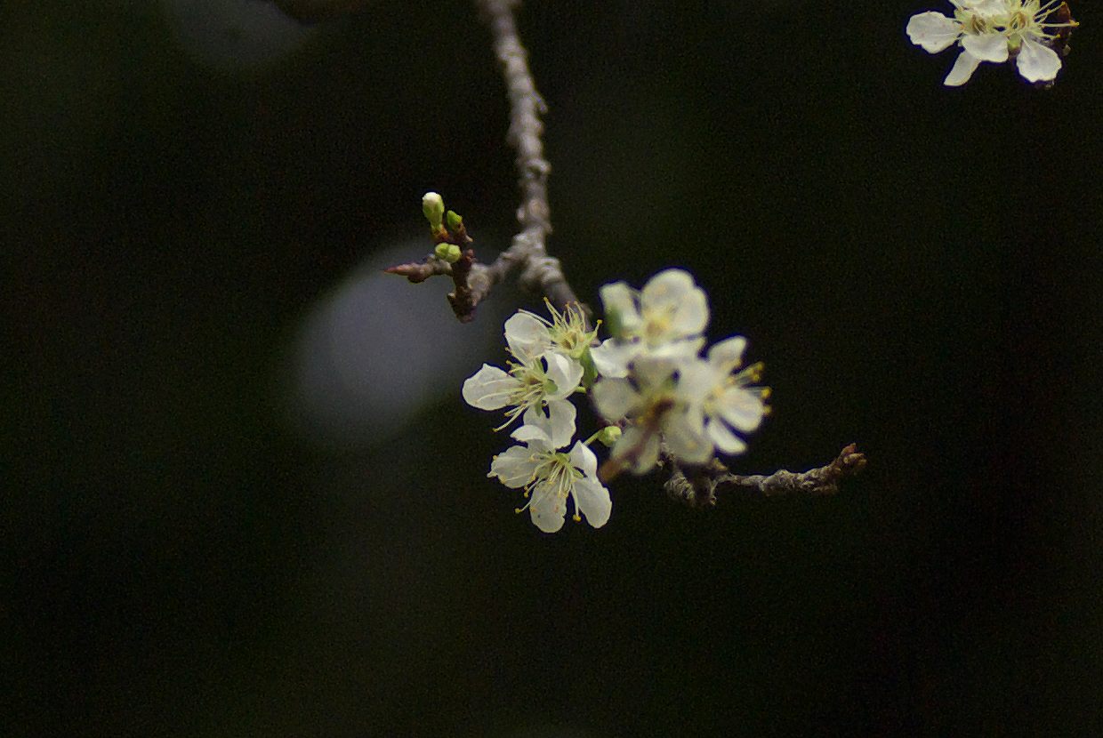 スモモの花_b0174905_811854.jpg