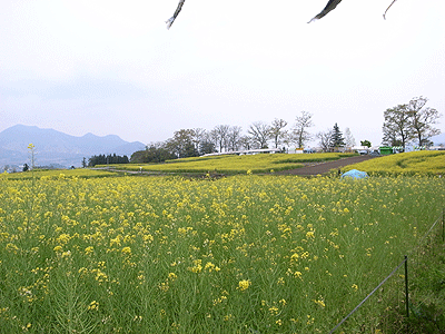 春の思い出＠飯山菜の花まつり_b0117406_14192381.gif